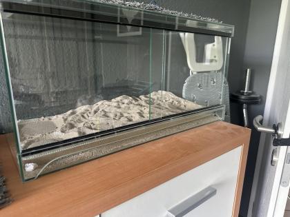 Bartagame Coco Weibchen