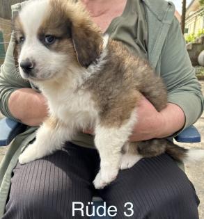 Berner Sennenhund Welpen