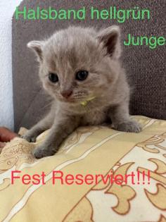 4 süße reinrassige BKH Kitten in der Farbe Blue und Lilac