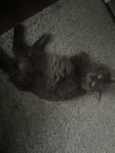 Mainecoon reinrassig