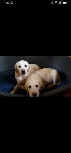 Verkaufe schöne Labrador Welpen