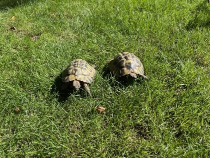 Zwei männliche griechische Landschildkröten abzugeben