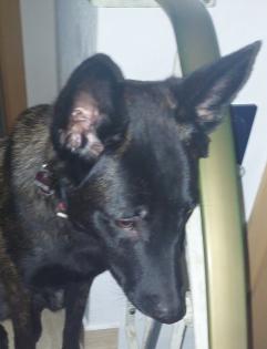 Malinois-Herder Hündin