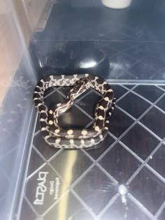 Kornnatter Pantheropis Guttatus NZ 07 25