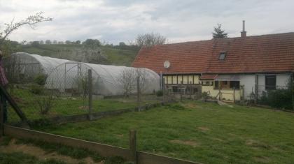 Maurische Landschildkröten Testudo graeca ibera eigene Nachzuchten von 2023 22 21 und 20.