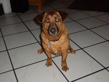 Dackel Chow-Chow Mix Kasper sucht dringend neues liebes zu Hause