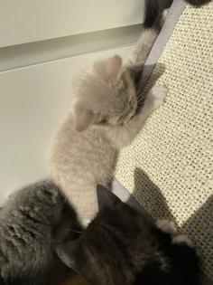 Britisch kurzhaar kitten Katze