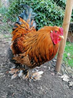 1. 0 Brahma Hahn gsg einfach gold-schwarzgesäumt