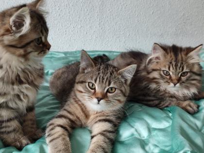 4 Süßes BKH und BLH-Kitten