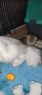 Einzelkind Perser Kitten