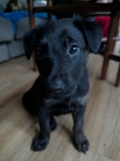 Holländischer Schäferhund x Malinois Welpen
