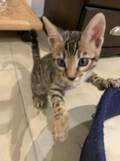 Bengal Kitten Mädchen suchen ein neues zu Hause