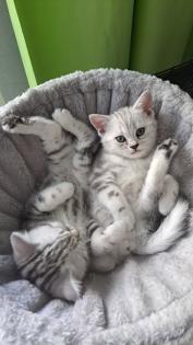 Bkh Kitten whiskas/ tabby