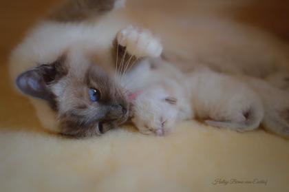 Heilige Birma Kitten mit Stammbaum aus Vereinsregistrierter Hobbyzucht