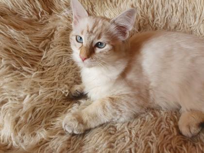 Abgabebereit Sibirische Kätzchen Neva Masquarade Kitten weiß Katze
