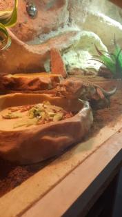 Bartagame mit Terrarium und Zubehör