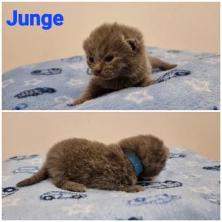 BKH Britisch Kurzhaar Kitten