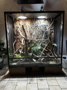 0 5 Jahre altes Jemenchamäleon mit Terrarium zu verkaufen