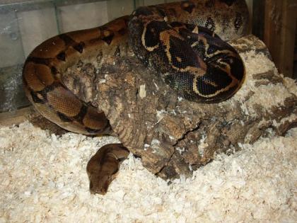 Boa c. imperator Weibchen DNZ 2022
