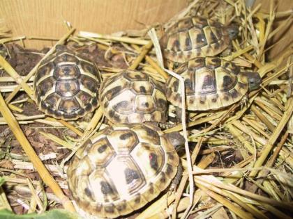 Schildkröten
