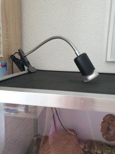 Königspython mit Terrarium