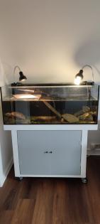 Chinesische Dreikielschildkröte mit Aquarium Unterschrank Zubehör uvm. abzugeben
