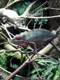 Furcifer Pardalis Ambilobe Pantherchamäleon