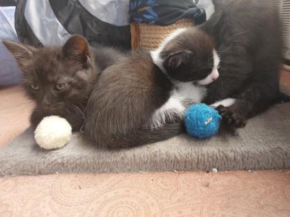 Kitten Katzenbaby Katzenkinder Babykatze Katzenbabies Katzenjunge