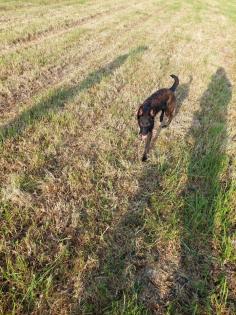 Malinois-Herder Hündin
