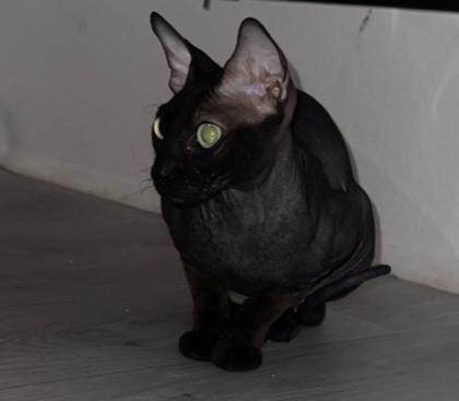 Sphynx / Sphinx Mädchen zu verkaufen/ fast 2 Jahre alt