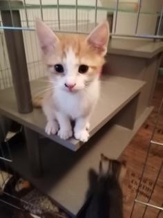 Katzenbabys Kitten Katze