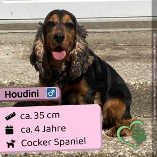 Houdini - netter sozialer Rüde