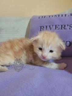 Wundervolle Maine Coon Kitten
