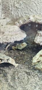 Bartagame mit Terrarium