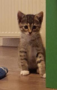 3 süße kitten mädels
