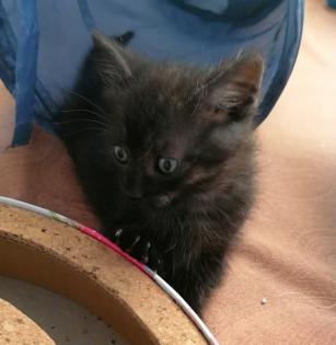 Kitten Katzenbaby Katzenkinder Babykatze Katzenbabies Katzenjunge