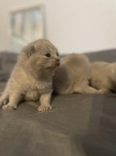 Bkh Kitten alle lilac