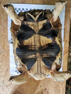 Geochelone Radiata 0. 4 weibchen