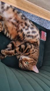 Simba sucht dringend ein Zuhause aus dem Tierschutz / gechipt geimpft kastriert
