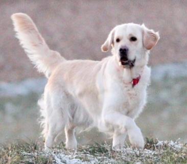 Wurfankündigung Golden Retriever Welpen für Mitte Dezember 2023