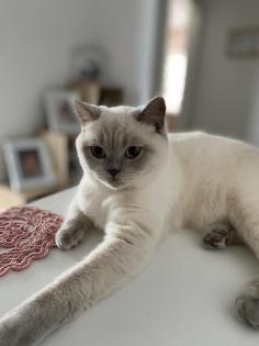 BKH Kitten Point 1 Männchen 1 Weibchen Eltern mit Stammbaum Ab Juli abzugeben