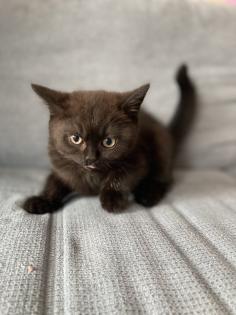 BKH kitten dürfen ins neue Zuhause