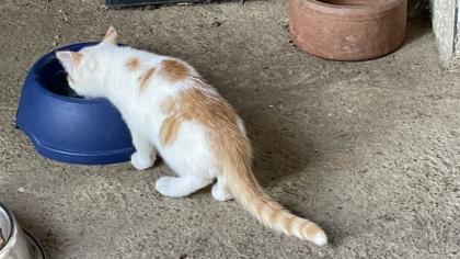5 süße Katzenbabys abzugeben