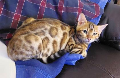 2 junge Bengal Mädchen suchen ein liebevolles zuhause
