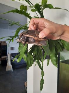 Barsche Prachtschmerlen und Schildkröte zu verschenken