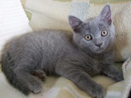 Zwei kleine Kätzchen / Kitten abzugeben