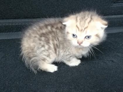British Kurzhaar Kitten Blue Golden Tabby