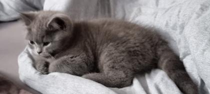 BKH - KITTEN 13 WOCHEN