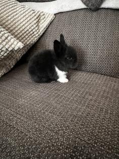 Kleine Löwenkopfkaninchen Babys