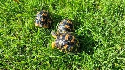 Strahlenschildkröten - Weibchen Astrochelys Radiata NZ25 je 490 -